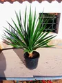 Produktbild: Dracaena Draco, Drago, kanarischer Drachenbaum - Eine rundum schöne Pflanze