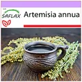 Produktbild: SAFLAX - Heilpflanzen - Chinesischer Beifuß - 250 Samen - Artemisia annua