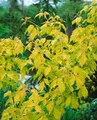 Produktbild: Acer negundo 'Kellys Gold', Eschen-Ahorn, goldgelb, 150–200 cm