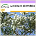 Produktbild: SAFLAX - Australischer Teebaum - 400 Samen - Melaleuca alternifolia