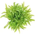 Produktbild: Dennerle Plants Aquariumpflanze Pogostemon Helferi