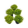 Produktbild: Pogostemon helferi - 5 Töpfe - Pflanzenpaket kleiner Stern Aquarienpflanze