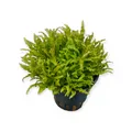 Produktbild: Pogostemon helferi Topf Vordergrundpflanze Aquarienpflanze Aquarium Dennerle 931