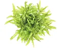 Produktbild: Kleiner Wasserstern - Pogostemon helferi