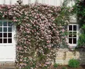 Produktbild: Clematis montana 'Elizabeth', Berg-Waldrebe, rosa, 60–100 cm