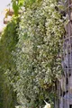 Produktbild: Pflanzen für Dich Bodendecker Euonymus fortunei Emerald Gaiety, 1 St., Kriechspindel, Spindelstrauch, grün-weiß panaschiert, kletternd
