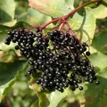 Produktbild: Schwarzer Holunder 125-150cm - Sambucus nigra