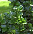 Produktbild: Japanischer Liguster Rotundifolium 30-40cm - Ligustrum japonicum - lebende Gartenpflanze aus den Baumschulen