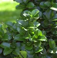 Produktbild: Japanischer Liguster Rotundifolium 30-40cm - Ligustrum japonicum