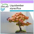 Produktbild: SAFLAX - Bonsai - Amerikanischer Amberbaum - 100 Samen - Liquidamber styraciflua