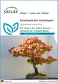 Produktbild: SAFLAX  - B - Amerikanischer Amberbaum - Liquidamber - 100 Samen
