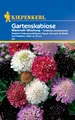 Produktbild: Kiepenkerl Gartenskabiosensamen Mammuth-Mischung 841 – Beliebte Freilandschnittblume - Inhalt für 30 Pflanzen - Blumensamen, Blumenwiese, Saatgut