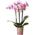 Produktbild: Kolibri Orchids Rosa Phalaenopsis Orchidee Mineral Rotterdam Topfgröße 9cm