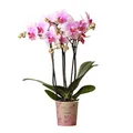 Produktbild: Kolibri Orchids | Rosa Phalaenopsis Orchidee - Mineral Rotterdam - Topfgröße Ø9cm | blühende Topfpflanze - frisch vom Züchter