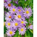 Produktbild: Aster Dumosus Mittelmeer Kissenaster Ca. 9x9 cm Topf