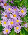 Produktbild: Aster dumosus 'Mittelmeer', Kissen-Aster, violett, ca. 9x9 cm Topf