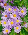 Produktbild: Aster dumosus 'Mittelmeer' 9x9 cm Topf – Winterhart, Mehrjährig, Pflegeleicht – Kissen-Aster – Staude für Beet & Rabatte