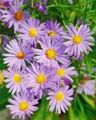 Produktbild: Pflanzen für Dich Staude Aster dumosus Mittelmeer, 1 St., Kissen-Aster, Herbstaster