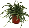 Produktbild: Rhipsalis baccifera horrida - Korallenkaktus - im 12cm Topf - sukkulente Zimmerpflanze