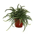 Produktbild: Exotenherz Rhipsalis baccifera horrida - Korallenkaktus - im 12cm Topf - sukkulente Zimmerpflanze