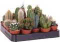 Produktbild: Mini Kakteen Set 10 Pflanzen 10–15 cm – Kaktus Zimmerpflanzen im Topf – pflegeleicht & dekorativ