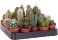 Produktbild: Mini Kakteen Set 10 Stueck Zimmerpflanzen Kaktus im Topf 10-15 cm
