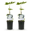 Produktbild: GreenboutiQ - Kletterpflanze - Clematis Madame Le Coultre - blühend weiß - Wenig Pflege - 2 Pflanzen - Topf 11cm Höhe 40cm