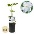 Produktbild: Kletterpflanze Clematis Madame Le Coultre blühend weiß ⌀11cm ↕40cm