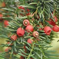 Produktbild: Heimische Eibe Gewöhnliche Eibe 50-60cm - Taxus baccata - lebende Gartenpflanze aus den Baumschulen