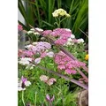 Produktbild: Achillea Millefolium Schafgarbe Summer Pastels Ca. 9x9 cm Topf