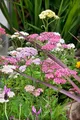 Produktbild: Achillea millefolium 'Summer Pastels', Schafgarbe, bunt, ca. 9x9 cm Topf