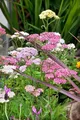 Produktbild: Achillea millefolium 'Summer Pastels' 9x9 cm Topf – Winterhart, Mehrjährig, Pflegeleicht – Schafgarbe – Beetstaude für Garten & Rabatte