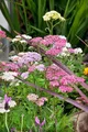 Produktbild: Pflanzen für Dich Staude Achillea millefolium Summer Pastels, 1 St., Schafgarbe, Gemeine Schafgarbe