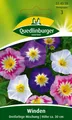 Produktbild: Winde dreifarbige Mischung Samen von Quedlinburger Saatgut