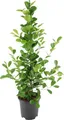 Produktbild: Meergroothandel Ficus Microcarpa Moclame - 95 cm, Ø 21 cm