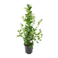 Produktbild: Ficus microcarpa Moclame – Feige – Ø 21 cm – ↕ 95 cm – Zimmerpflanze