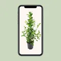 Produktbild: Ficus microcarpa Moclame - Pflegeleichte Zimmerpflanze mit Ø21cm und 105cm Höhe