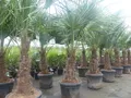 Produktbild: 2x XL Stamm Trachycarpus fortunei 200 cm Hanfpalme, winterharte Palme bis -18°C