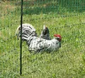 Produktbild: Geflügelnetz, PoultryNet grün, ohne Strom, 112cm, Doppelspitze - 50m Hühnernetz