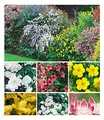 Produktbild: BALDUR Garten 11er Hecken-Kollektion, Pflanzen im 13 cm-Topf, Bartblume, Großblumiges Johanniskraut, Deutzie, Brautspiere und Weigelie, winterhart, pflegeleicht, blühend, für 10 Meter Hecke