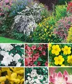 Produktbild: BALDUR Garten Hecken Hecken-Kollektion, 11 St., Spireaarguta, blickdicht, winterhart, mehrjährig, pflegeleicht