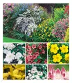 Produktbild: Hecken-Kollektion, 11 Pflanzen Bartblume, Johanniskraut, Deutzie, Brautspiere