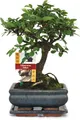 Produktbild: Bonsai Chinesische Ulme - Ulmus parviflora - ca. 6 Jahre - Kugelform