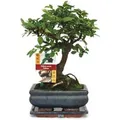 Produktbild: Exotenherz Bonsai Chinesische Ulme Ulmus Parviflora ca. 6 Jahre Kugelform