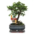 Produktbild: Exotenherz -Bonsai Chinesische Ulme - Ulmus parviflora - ca. 6 Jahre - Kugelform