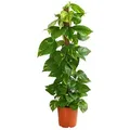 Produktbild: Dehner Zimmerpflanze Efeutute, Epipremnum aureum, an Moosstab gebunden, immergrüne Kletterpflanze mit Luftwurzeln und gefleckten Blättern grün 100 cm