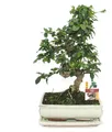Produktbild: Bonsai Fukientee - Carmona microphylla - ca. 10 Jahre