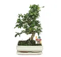 Produktbild: Bonsai Fukientee - Carmona microphylla - ca. 10 Jahre