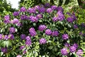 Produktbild: Rhododendron catawbiense 'Grandiflorum' 40-50 cm – Winterhart, Immergrün, Mehrjährig – Alpenrose – Zierstrauch für Garten & Kübel