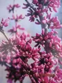 Produktbild: Hängender Judasbaum Covey - Cercis canadensis - 60-80cm
